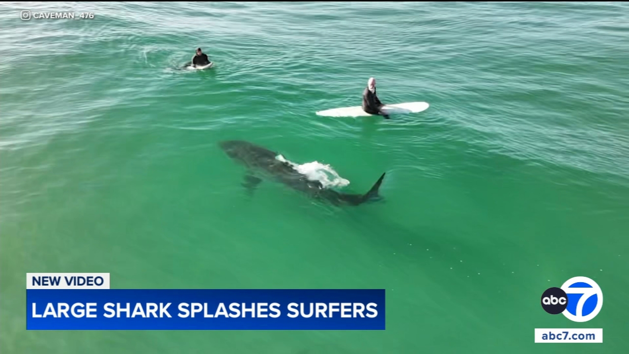 Shark swims near surfers, splashes one with its tail in close encounter off California coast, video shows
— Palatine Sports news